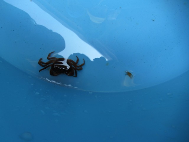 17 08 31 サワガニのあかちゃん おおきくなってね 保育園の近くの溝に大きなサワガニを発見 捕まえて保育園で観察していると あかちゃんうまれたよ と 子どもたちの大歓声 あかちゃんカニが お腹にいたようで 早速 図鑑を持ってきて